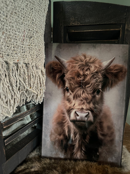 Afbeelding Schotse hooglander kalf op glasplaat